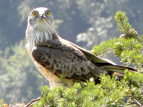 Resultado de imagen para Ãguila Culebrera