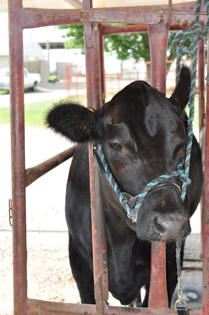 How Do We Prep Our Calves for the County Fair 