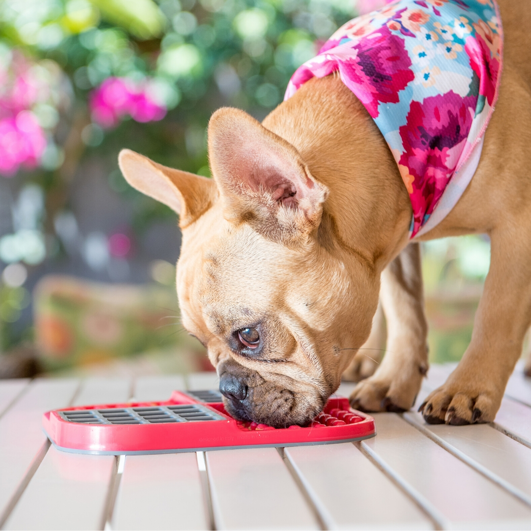 Top 12 Boredom Busters for Dogs in 2020 Australian Dog Lover