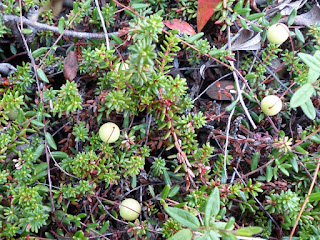 Canneberge commune - Vaccinium oxycoccos Canneberge commune - Vaccinium oxycoccos