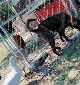 daily_gifdump_3445_02.gif