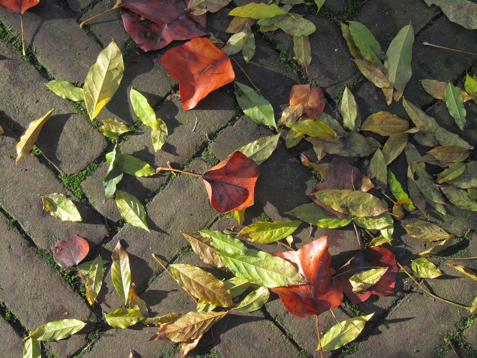 sunlight on leaves