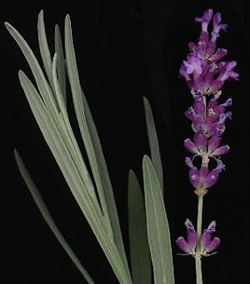 Blumensprache: Lavendel