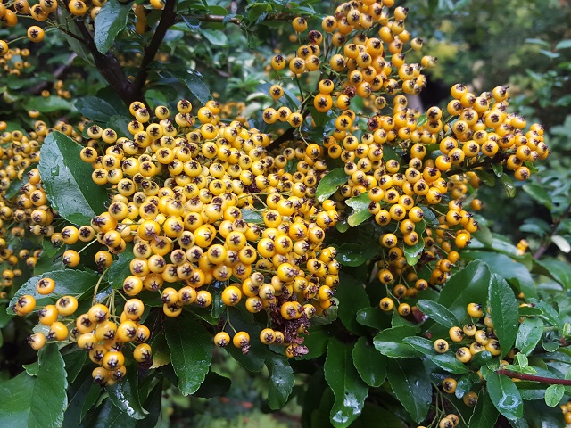 Vegetal Art La Minute Jardin Sur France Bleu Berry Societe D