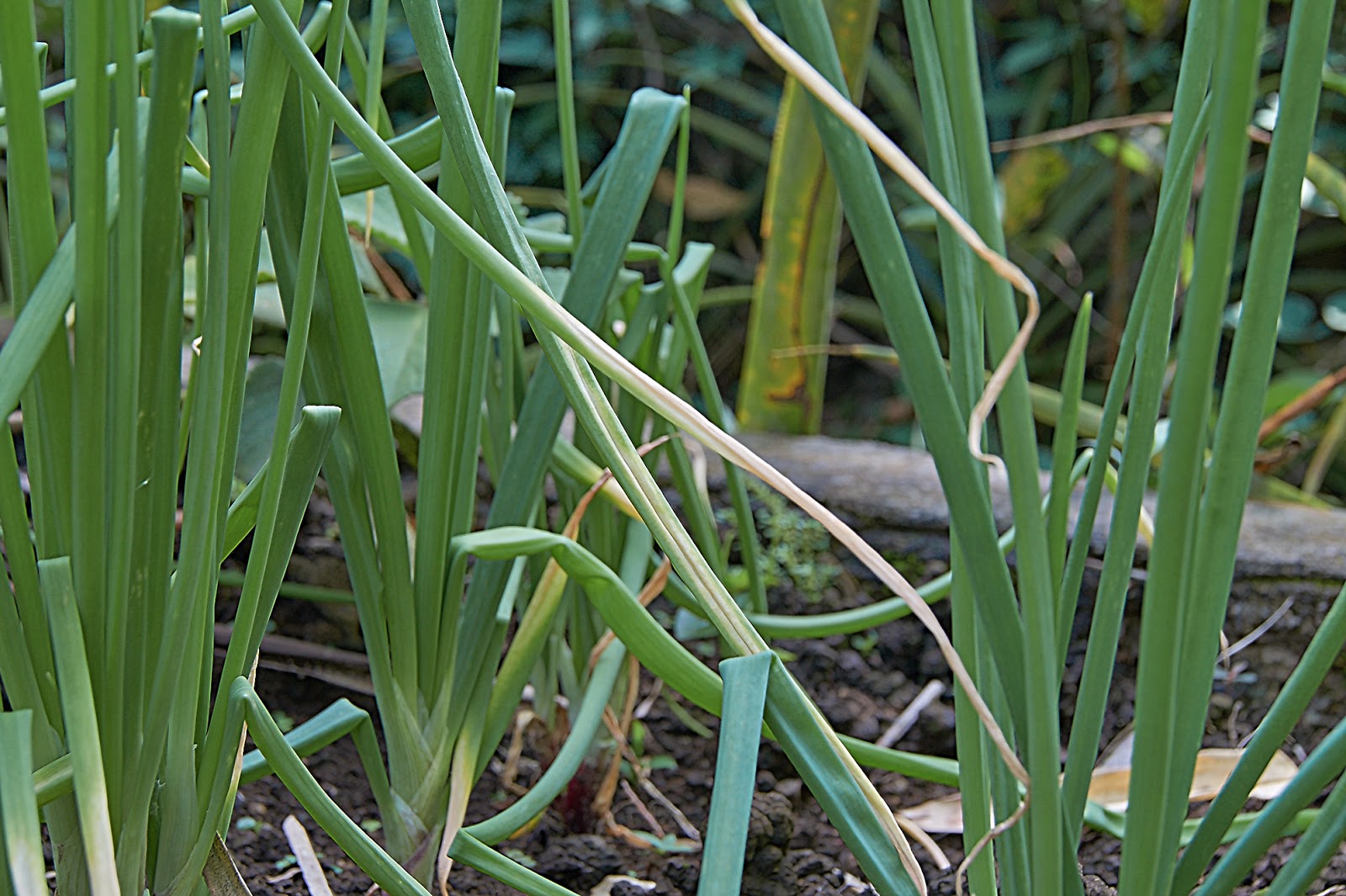 Bragging ~ the onions are coming along nicely!