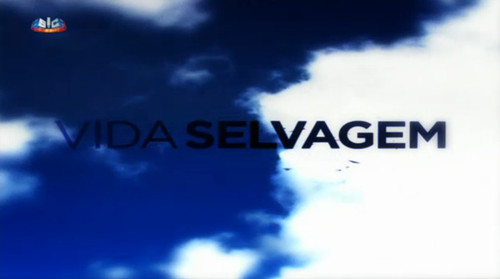 'Vida Selvagem' estreia 'Estuário, as Marés Selvagens do Tejo' este domingo na SIC
