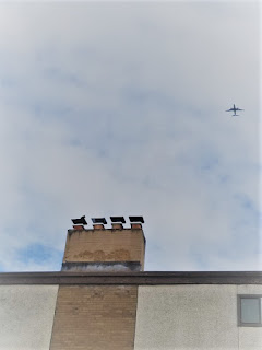crow on a chimney2