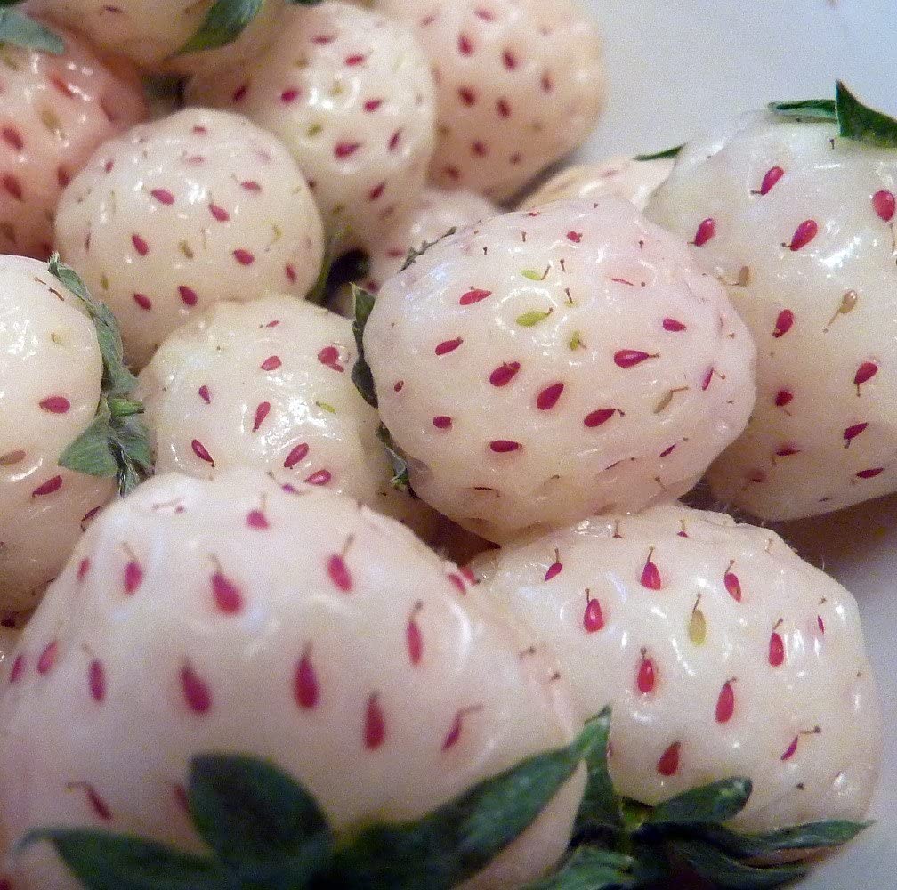 Carolina pineberries are white strawberries with delicious flavor.