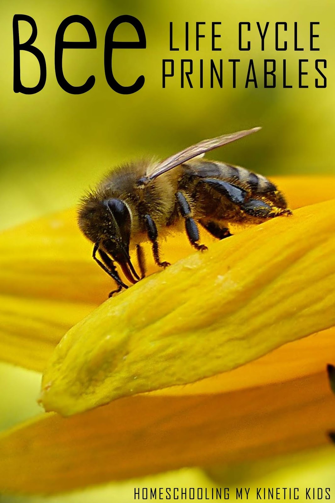 Honey Bee Life Cycle 3-Part Cards