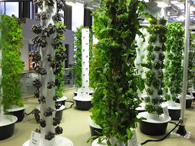 Agrositex Budidaya Hidroponik Di Daerah Perkotaan Dan Segmen Pasarnya