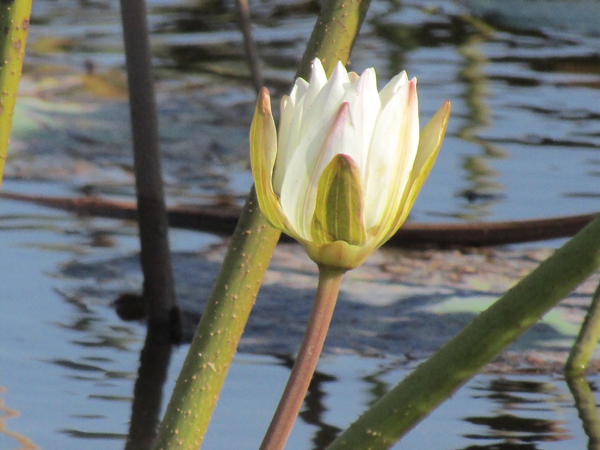 know about kannada and Karnataka Flower names in Kannada Learn Flower names in Kannada