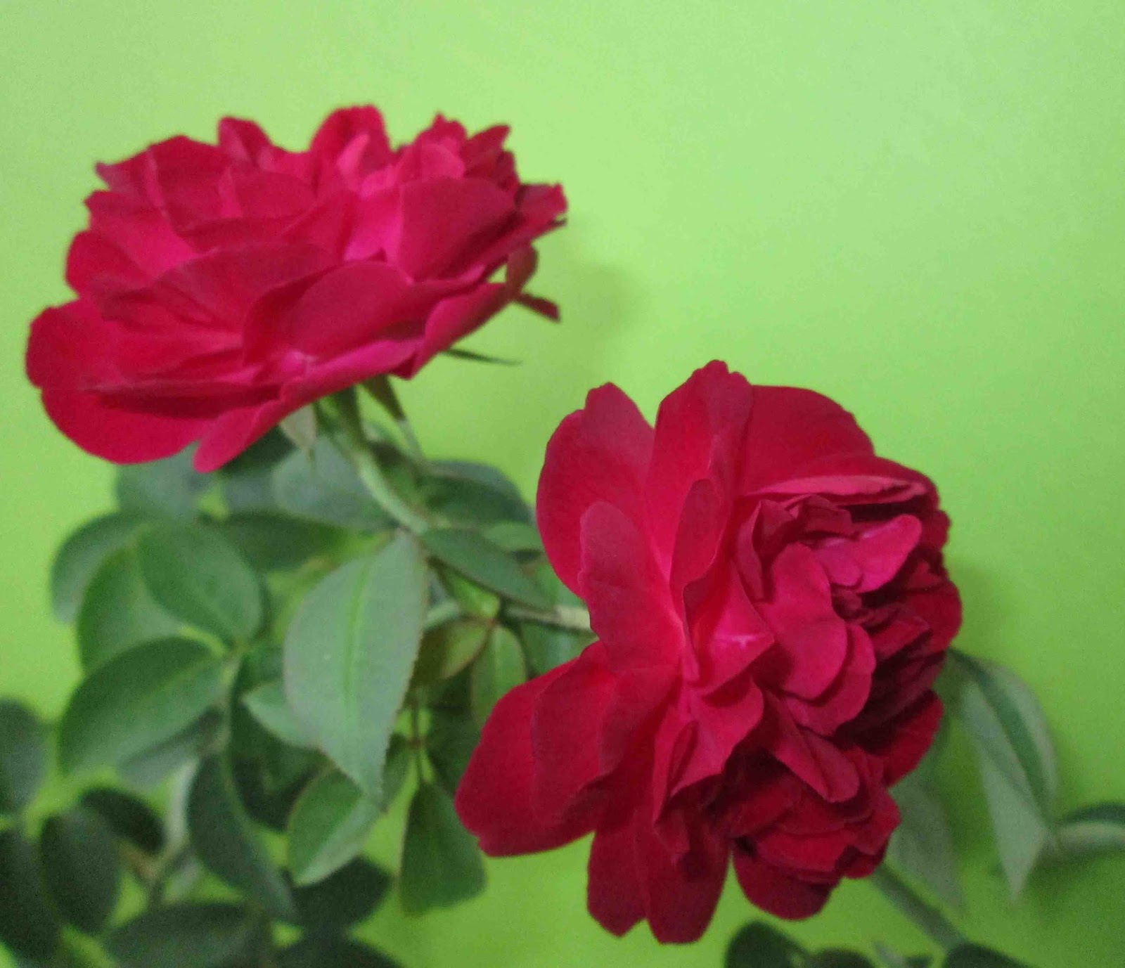 Wahyuti Journal Jenis Pisang Pengaruhi Warna  pada Bunga  Mawar 
