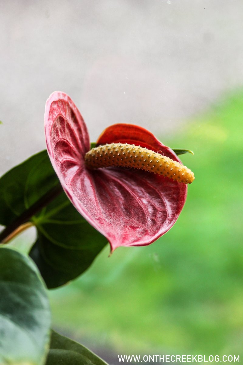 Ace of Hearts Anthurium // 1 year update | On The Creek Blog
