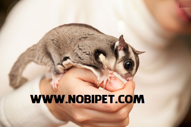 Bán Sugar Glider - Sóc Bay Úc giá rẻ - 3