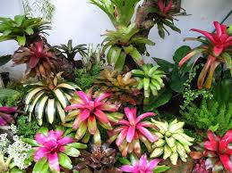 Bromelia