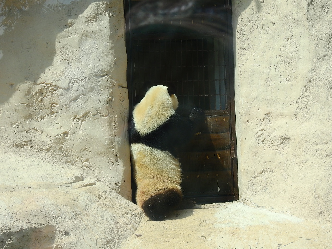 Где панды в московском зоопарке. Павильон фауна Китая в Московском зоопарке. Схема Московского зоопарка панды. Павильон панд в Московском зоопарке. Московский зоопарк Панда упрямится.
