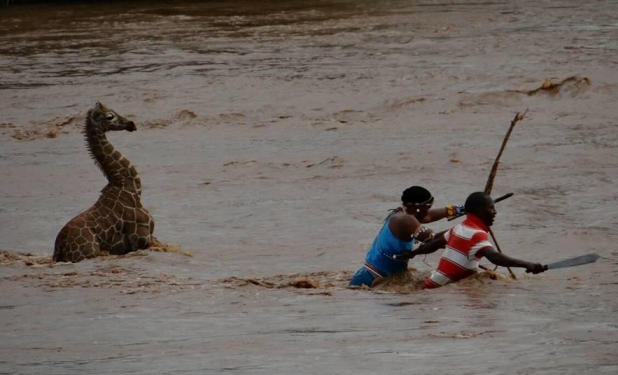 White Wolf : Drowning baby giraffe saved from crocodile-infested river by villagers