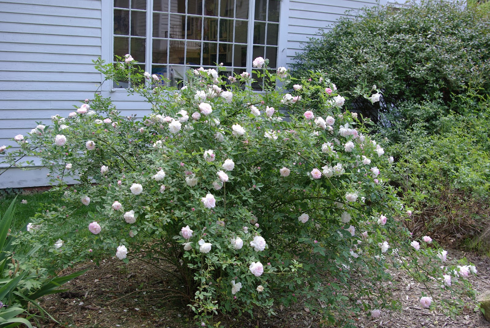 sweetbay: Rose beside Hickerson House in Chapel Hill