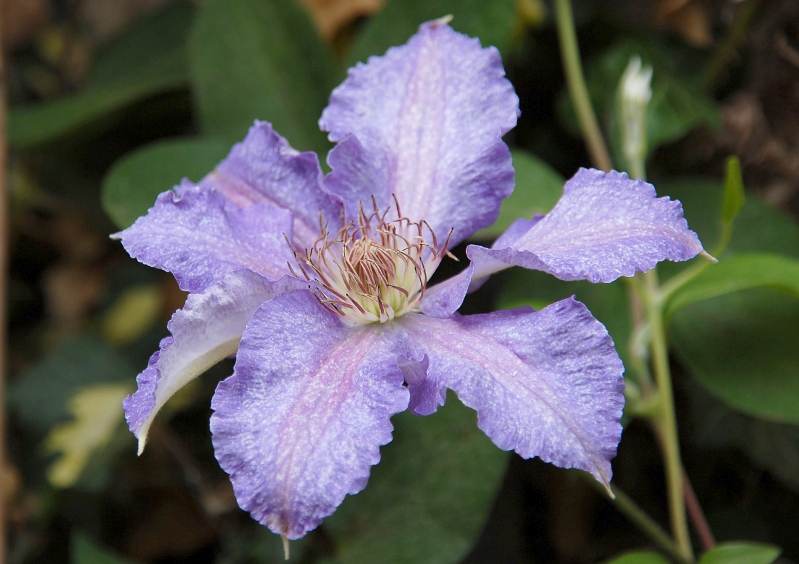 Чем хорош клематис Super Nova? DolinaRoz.ru Дзен