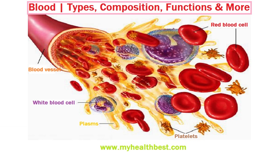 what are the components of blood explain them