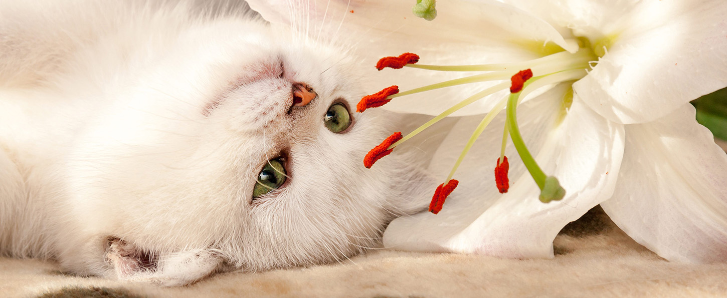Lily Poisoning in Cats Signs & Treatment Australian Cat Lover
