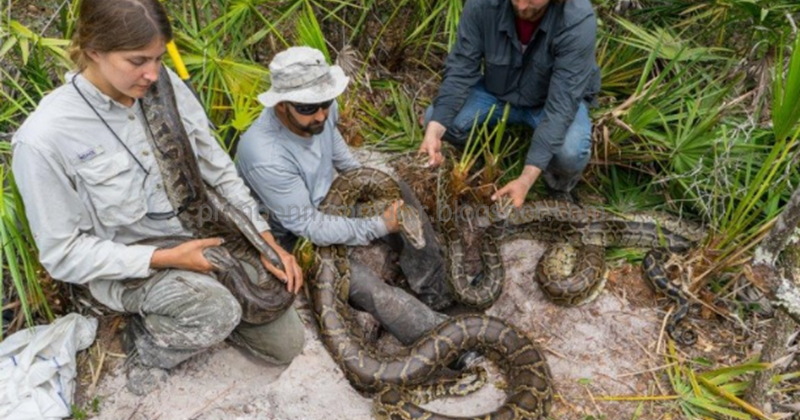 √ 99 Arti Mimpi Menangkap Ular Besar Pajang Dan Hitam Menurut Primbon Jawa  Dan Tafsir Islam - Mimpi Ular