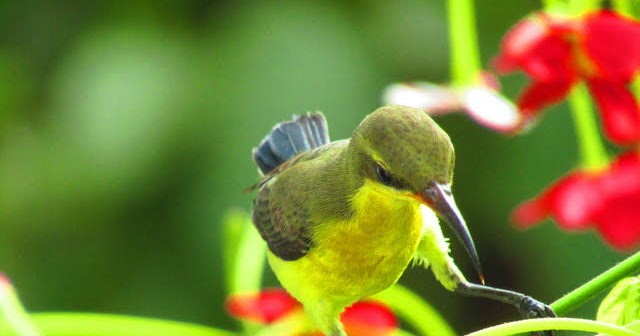 15 Perbedaan Trotol Sogok Ontong Jantan Dan Betina Paling Jelas
