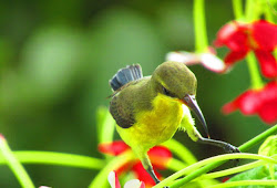 Membuat Nektar Alami Untuk Kolibri Biar Sehat Gacor Dan Tidak