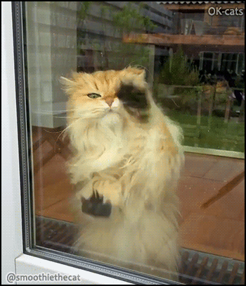 Funny Cat GIF • Fluffy British long hair cat cleaning the window like crazy. Good girl. Funny Cat GIF • Fluffy British long hair cat cleaning the window like crazy. Good girl.