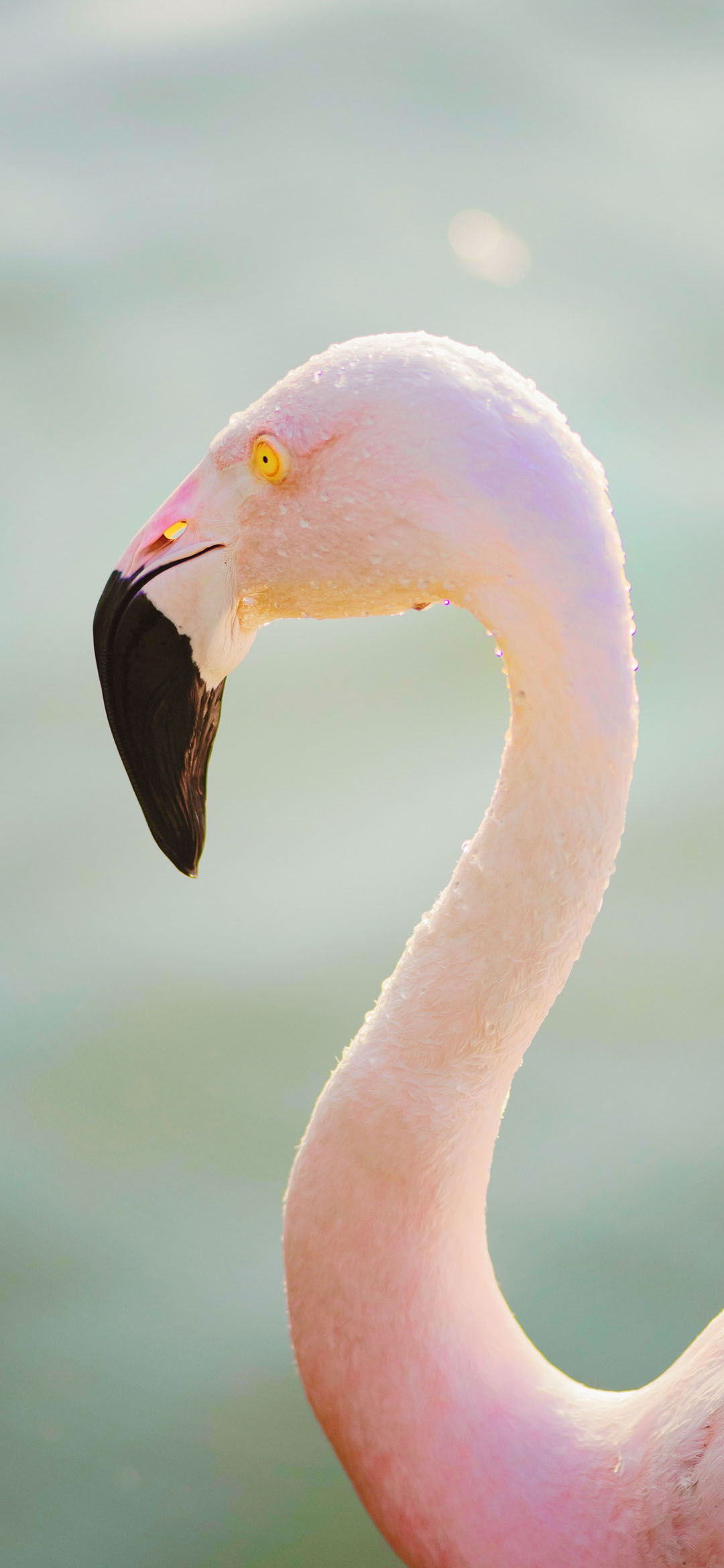 pink-flamingo-in-water-during-daytime-wallpaper