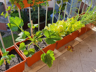 Zöldségtermesztés az erkélyen