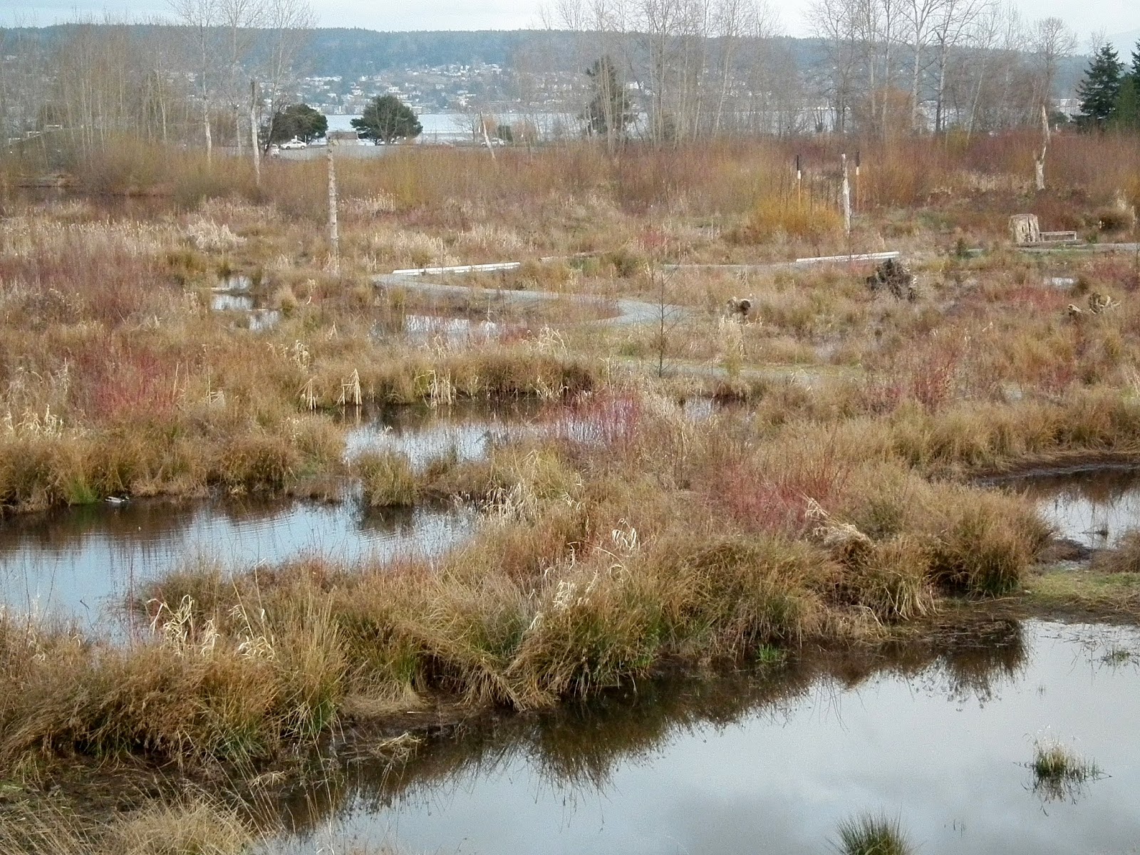 Cliff Mass Weather Blog The Western Washington Swamp