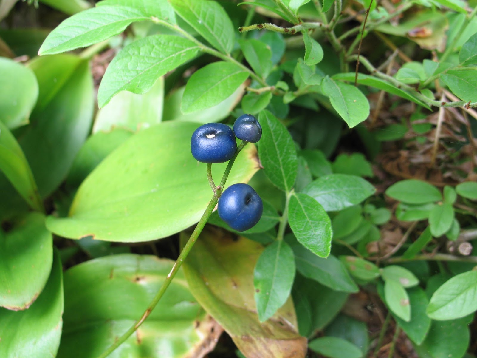 Dispatches from Can of Duck: Blueberries, as Opposed to Blue Berries