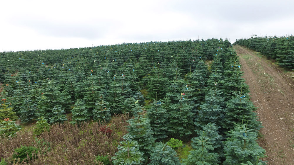 Benefits of Buying Real Christmas Tree vs Artificial