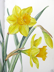 daffodil drawing painting watercolor flower sketches flowers daffodils botanical watercolour days paintings yellow drawings illustration tattoo stories orchids narcissus spring