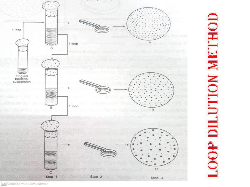 ISOLATION OF PURE CULTURE (PHARMACEUTICAL MICROBIOLOGY NOTES)S.Y B