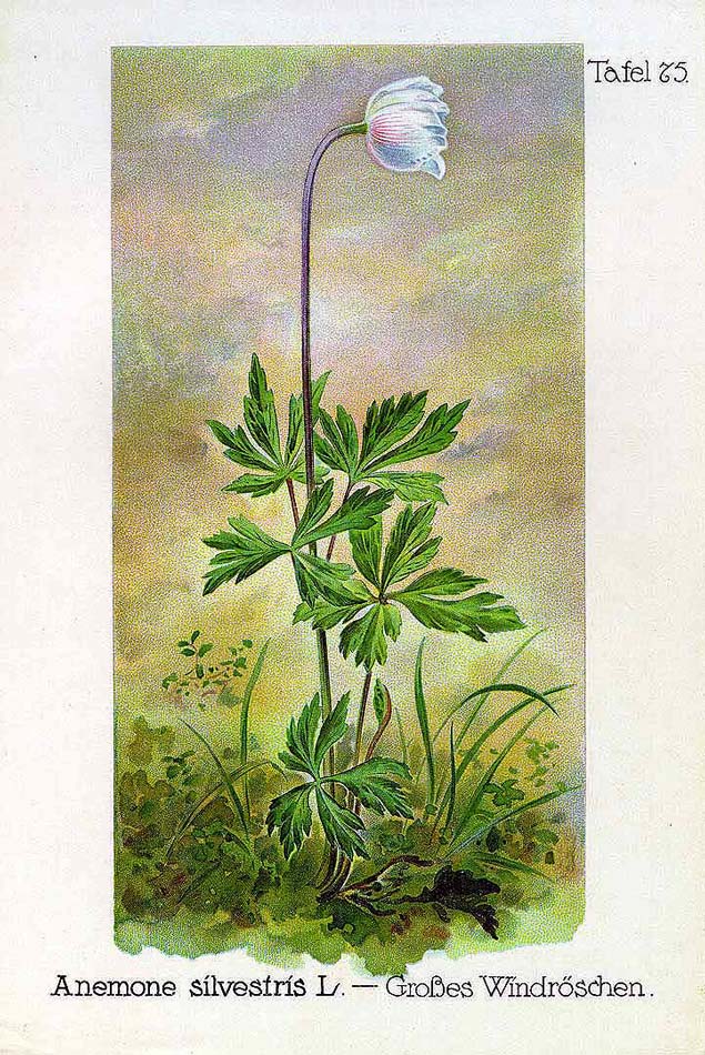 Ветреница лесная рисунок карандашом