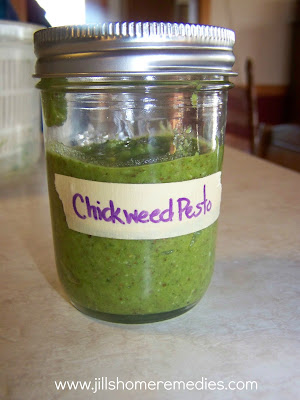 Making pesto from fresh chickweed is a cinch! Here's a delicious recipe for chickweed pesto!