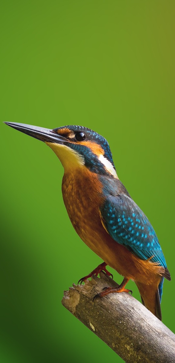 Amazing photo of a kingfisher