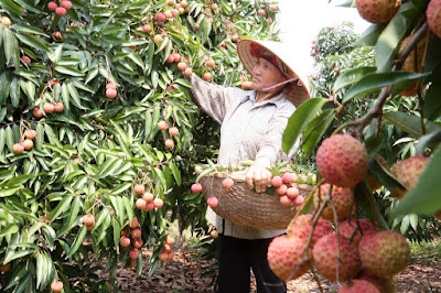 sản lượng Vải Thiều san luong vai thieu
