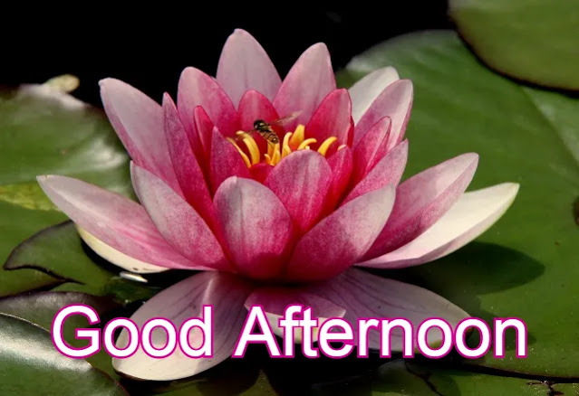 Good Afternoon Image HD Good Afternoon Image HD