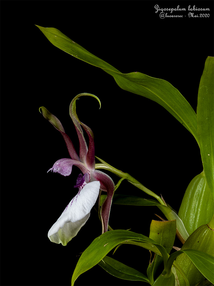 Zygosepalum labiosum The LipLike Zygosepalum care and culture