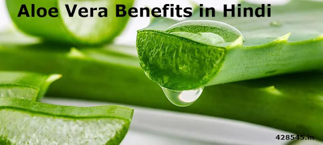 Aloe Vera Benefits in Hindi 428545.IN
