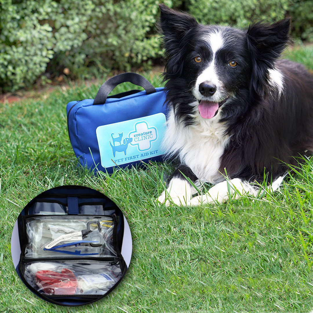 The Best Pet Travel Accessories for Dogs Australian Dog Lover