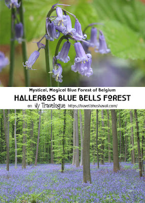 Hallerbos Bluebells Blue Carpet Forest Belgium Pinterest