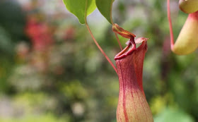 Pitcher Plant