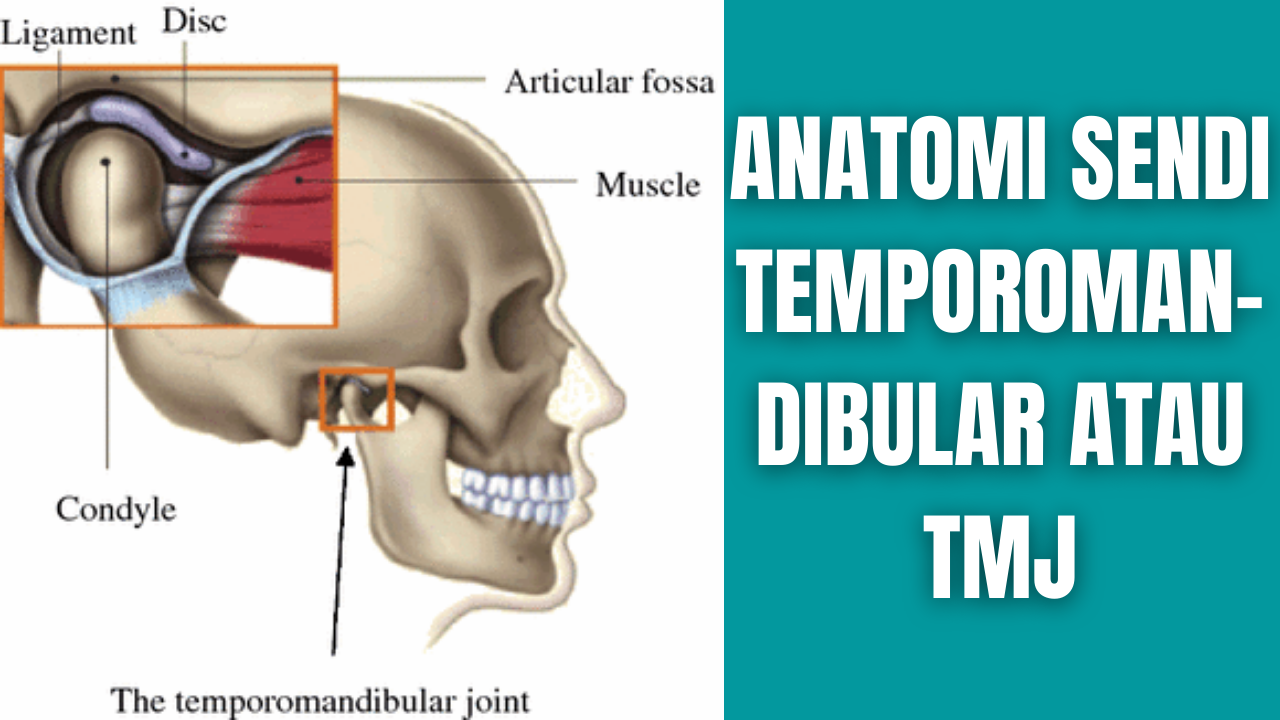 Anatomi Sendi Temporomandibular atau TMJ Manusia Anatomi Tutorial