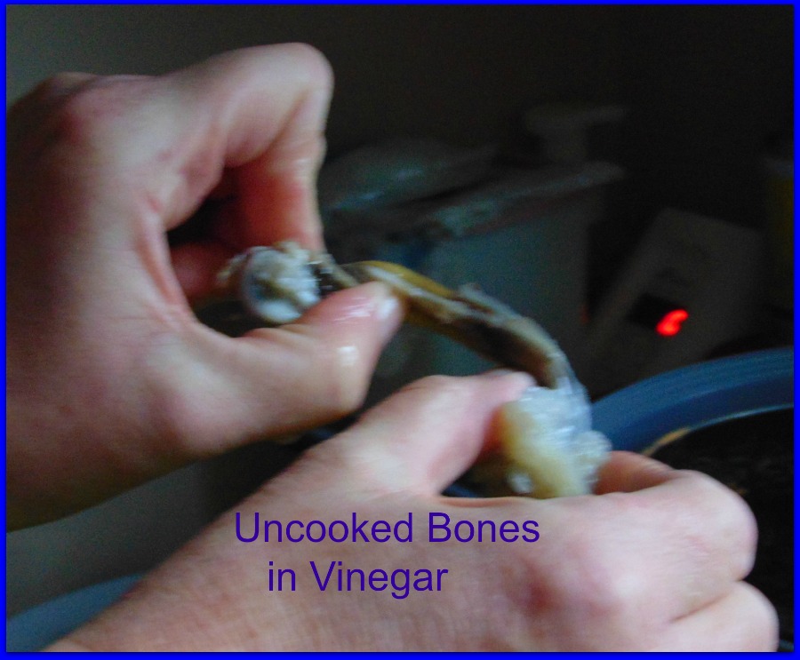 Lab Report What happens if put bones into vinegar. A Net in Time
