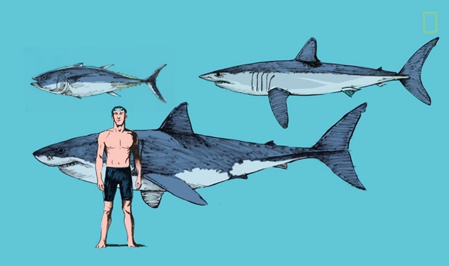 Why the Mako Shark is the fastest shark in the ocean #Video - Visualistan