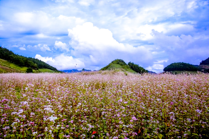 BLOG DU LỊCH: MÙA HOA TAM GIÁC MẠCH Ở HÀ GIANG